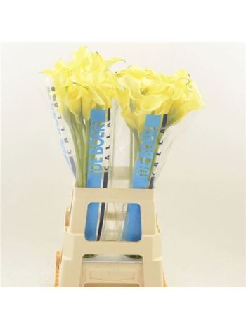 ZANT ALICE SPRINGS 70CM