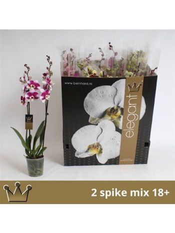 ZZ PHAL 2 ÁG BERNHARD DOBOZOS