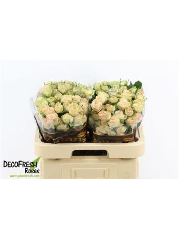 R TR GEN TRENDSETTER 60CM