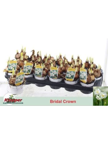 NARCIS D BRIDAL CROW