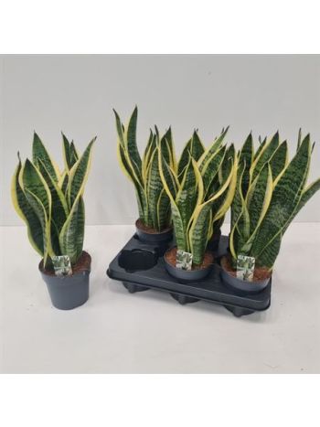 SANSEV FUTURA SUPERB