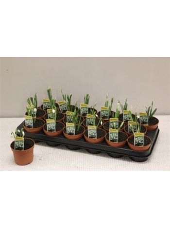 GALANTHUS NIV IN POT