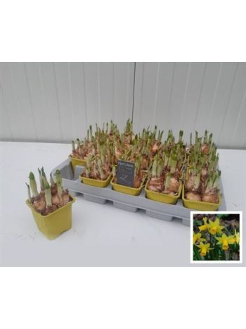 NARCIS O TETE A TETE