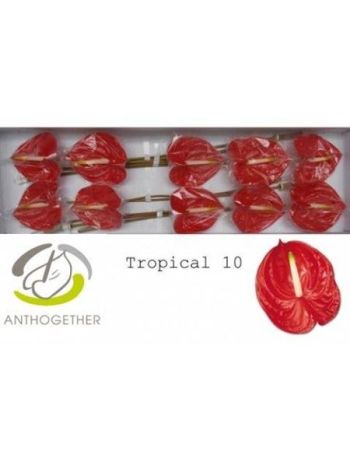 ANTH A TROPICAL *10