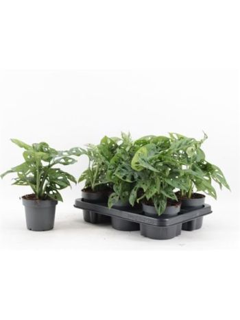 MONSTERA MONKEY MASK *6