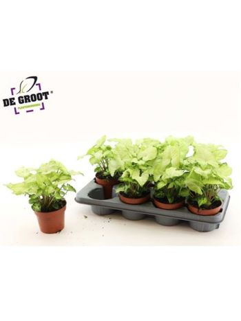 SYNG WHITE BUTTERFLY