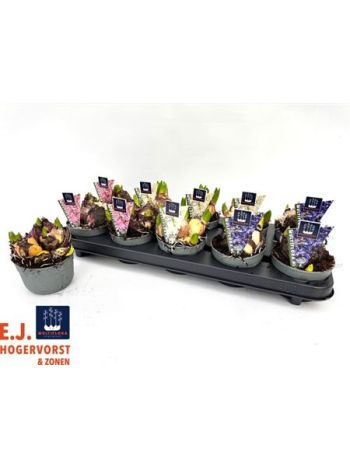 HYACIN MULTIFLORA GEM