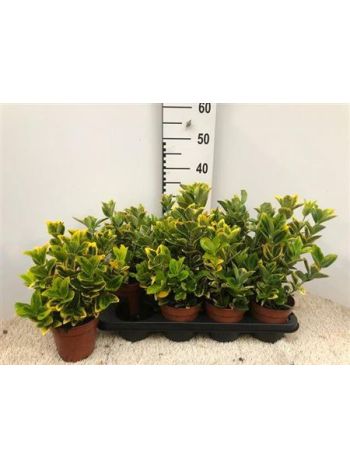 EUONYMUS JA AUREUS