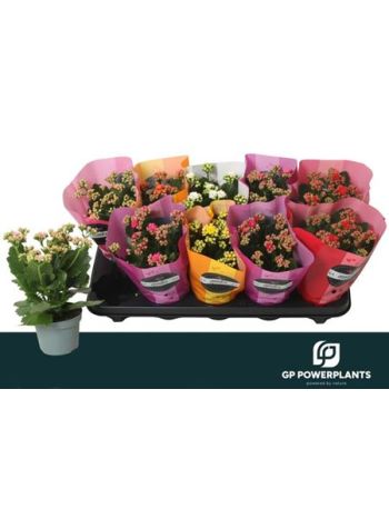 KAL ROSALIE GEM GOODIE