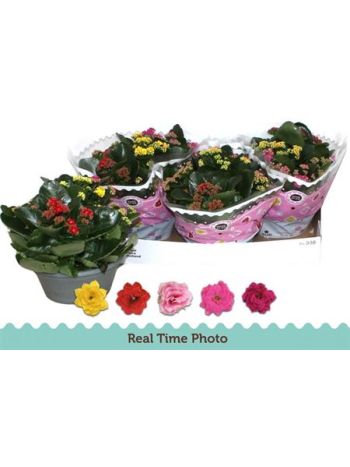 KAL ROSALIE TÖBB SZÍNŰ TÁL