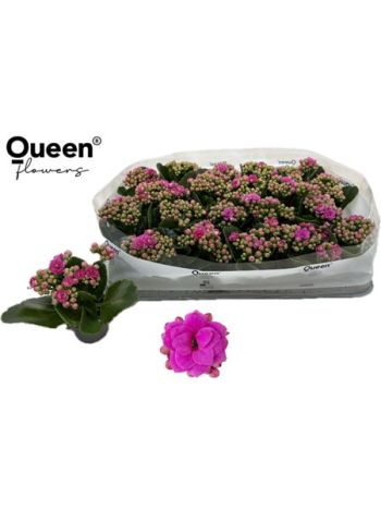 KAL GE ROSE FL KATIE