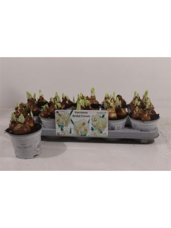 NARCIS D BRIDAL CROW