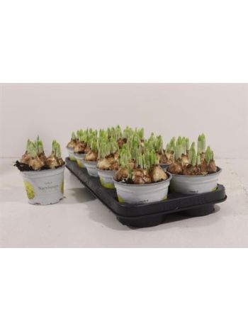 NARCIS O TETE A TETE