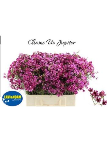 CHAME UN JUPITER 60CM