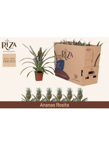 ANANAS ROSITA
