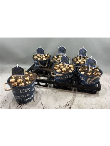 &Ouml;. MUSCARI K&Eacute;K ZINK