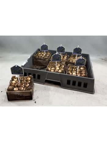 &Ouml;. MUSCARI FA L&Aacute;DA