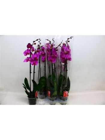 PHAL 2 &Aacute;G MAGNETA