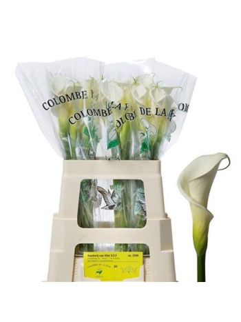 ZANT AE COLOMBE PAIX 60CM