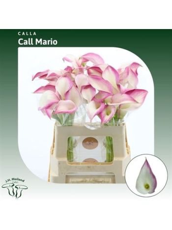 ZANT  CALL MARIO 55CM