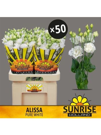 EUS G ALISSA PUR WHI