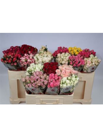 R TR5 GEM IN FUST *60