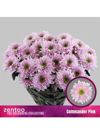 CHR T COMMANDER PINK