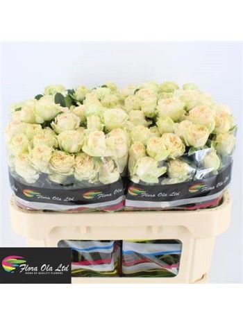 R TR SUMMERROSE 70CM