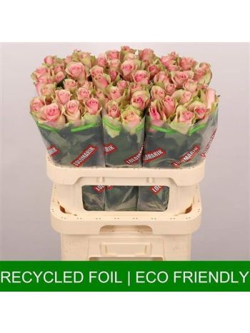 R GR BELLE ROSE 80CM