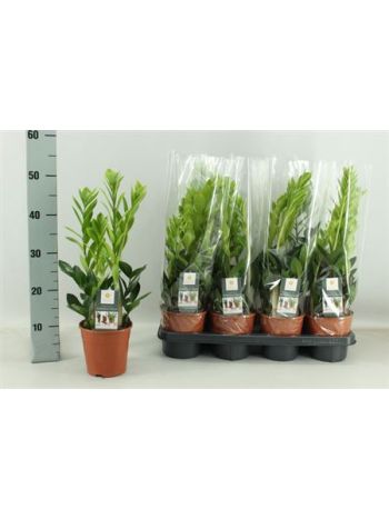 ZAMIOCULCAS ZAMIIFOL