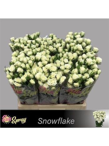 R TR SNOWFLAKE 60CM
