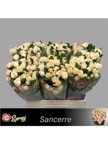 R TR SANCERRE 60CM
