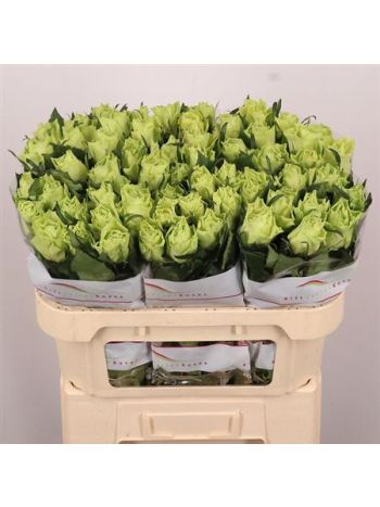 R GR CAMOUFLAGE! 70CM