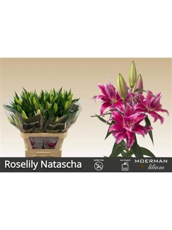 LI OR DU RL NATASCHA