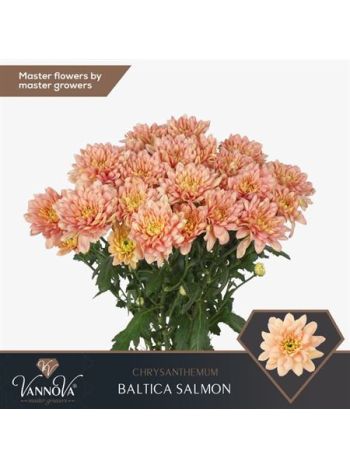 CHR T BALTICA SALMON