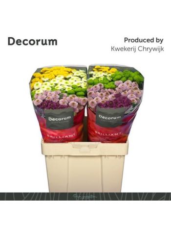 CHR SAN POMPO GEM BS