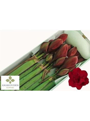 HIPP DG RED SYMPHONY