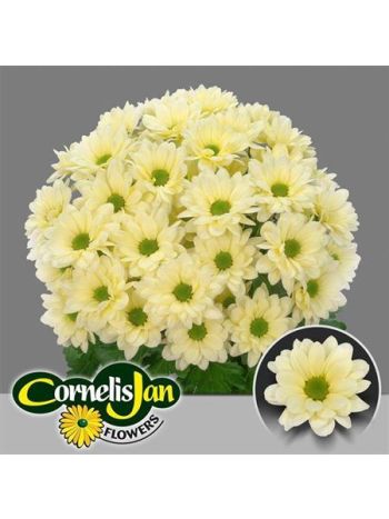 CHR T  KR. RESQ CREAM