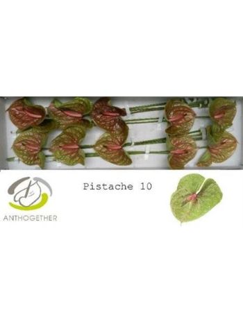 ANTH A PISTACHE *10