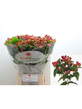 HYP MAG TRIUMPH 70CM