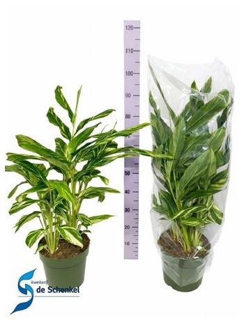 ALPINIA VARIEGATA AKCIO