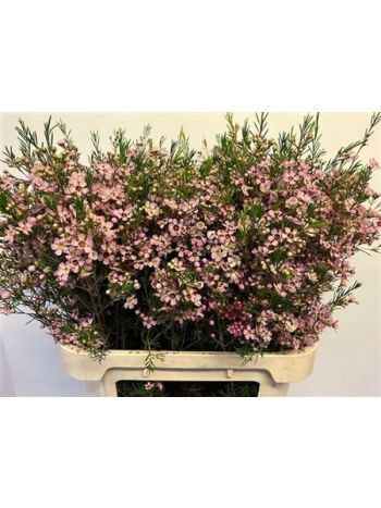 CHAME UN EARLY NIR 80CM