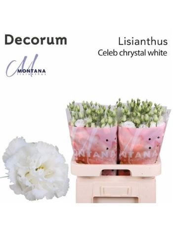 EUS G CELEB CHRYSTAL