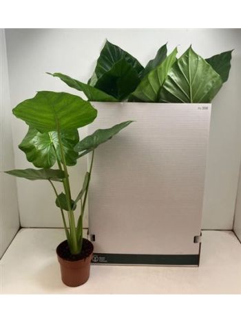 ALOC MACRORRHIZOS AKCIO