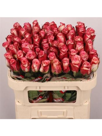 R GR SPARK CONDOR 70CM