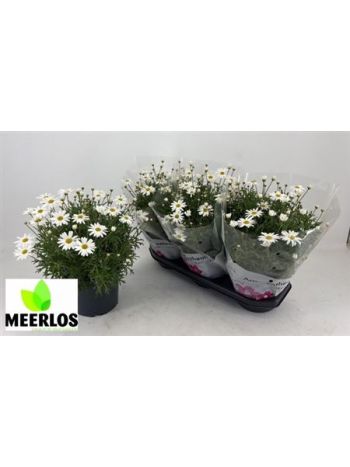 MARGAR&Eacute;TA BOKOR FEH&Eacute;R