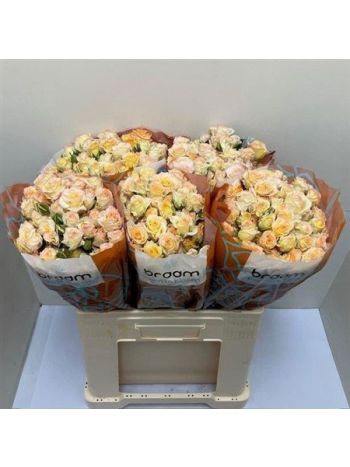 R TR SWEET CHABLIS 60CM