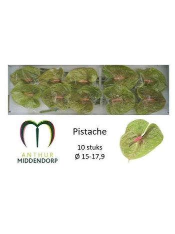 ANTH A PISTACHE *10