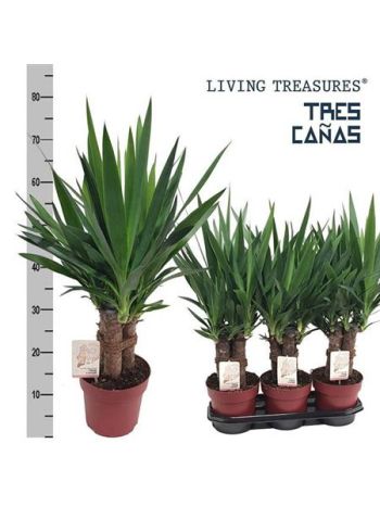 YUC ELEPHANTIPES TREE