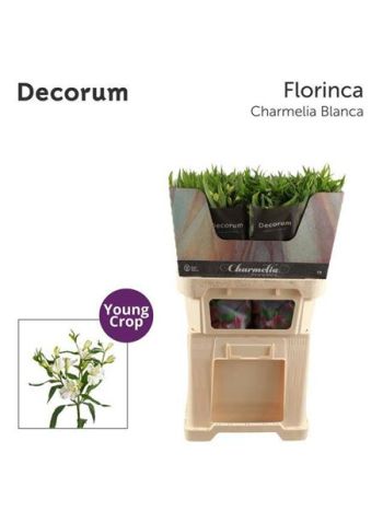 ZZ HU BARKA-BUXUS KOSZORÚ 25 CM